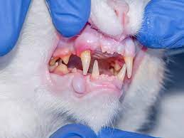 Hausmittel gegen Zahnfleischentzündung bei Katzen: Natürliche Hilfe für die Mundgesundheit unserer Samtpfoten