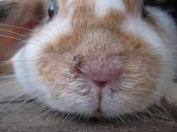 Hausmittel gegen Kaninchenschnupfen: Natürliche Hilfe für Ihr Kaninchen