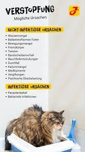 Hausmittel gegen Katzenverstopfung: Tipps für eine gesunde Verdauung bei Ihrer Katze