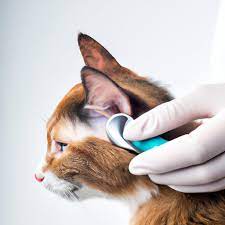 Effektive Hausmittel gegen Ohrmilben bei Katzen: Tipps für die Behandlung