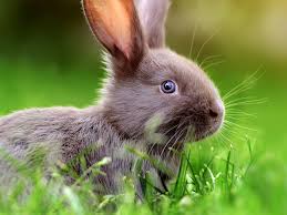 Hausmittel zur Behandlung von verklebten Kaninchenaugen: Tipps und Tricks