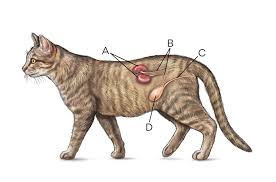 Natürliche Hausmittel zur Linderung von Katzen-Blasenentzündungen