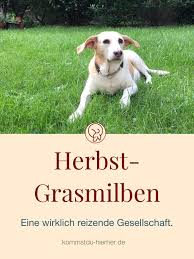 Hausmittel gegen Grasmilben beim Hund: Naturheilmittel zur Linderung und Vorbeugung