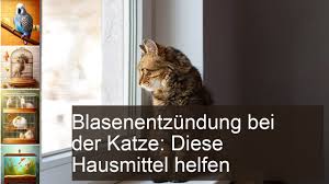 Hausmittel zur Linderung bei Blasenentzündung der Katze: Tipps für die Gesundheit Ihrer Samtpfote