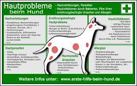 Natürliche Hausmittel gegen Hundehaarausfall: Tipps zur Pflege Ihres vierbeinigen Freundes