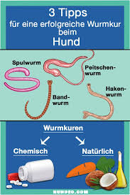 Effektive Hausmittel gegen Würmer bei Hunden: Natürliche Lösungen für Ihren Vierbeiner