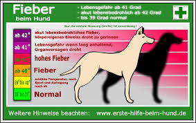 fieber hund hausmittel